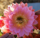 #EC194 Trichocereus Grandiflorus "Flying Saucer" Cactus Cuttings & Potted 5-8”