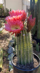 #EC194 Trichocereus Grandiflorus "Flying Saucer" Cactus Cuttings & Potted 5-8”