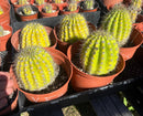 #EC194 Trichocereus Grandiflorus "Flying Saucer" Cactus Cuttings & Potted 5-8”