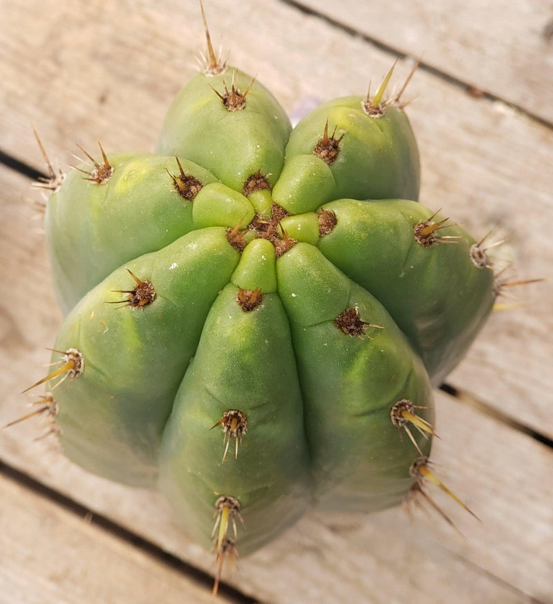 #EC196 EXACT trichocereus Peruvianus "Rancho" Ornamental Cactus Cuttings and Potted