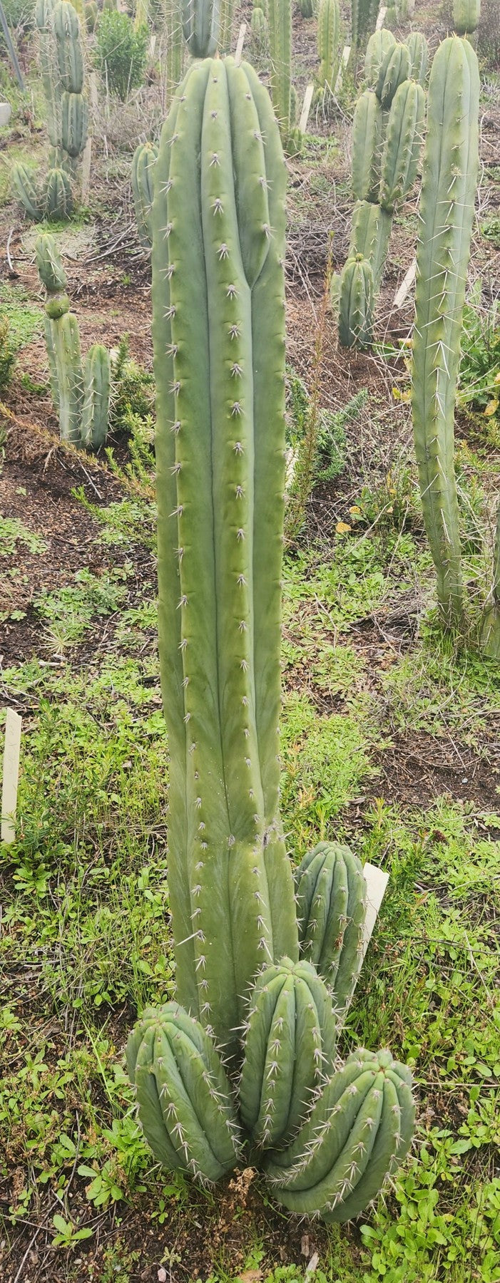 #EC196 EXACT trichocereus Peruvianus "Rancho" Ornamental Cactus Cuttings and Potted