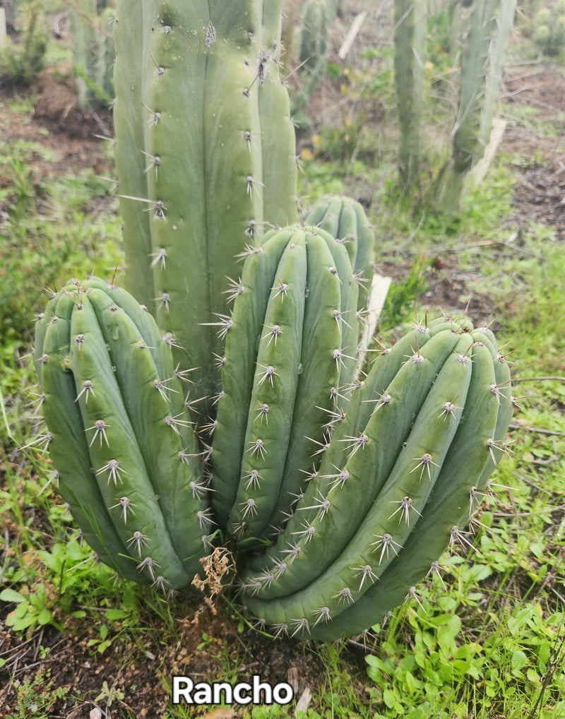 #EC196 EXACT trichocereus Peruvianus "Rancho" Ornamental Cactus Cuttings and Potted