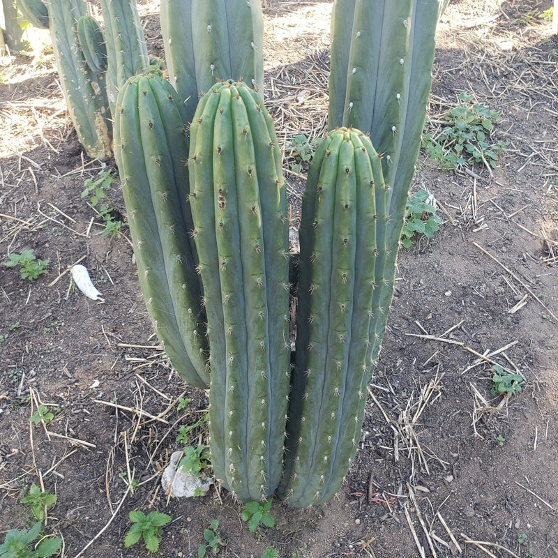 #EC196 EXACT trichocereus Peruvianus "Rancho" Ornamental Cactus Cuttings and Potted