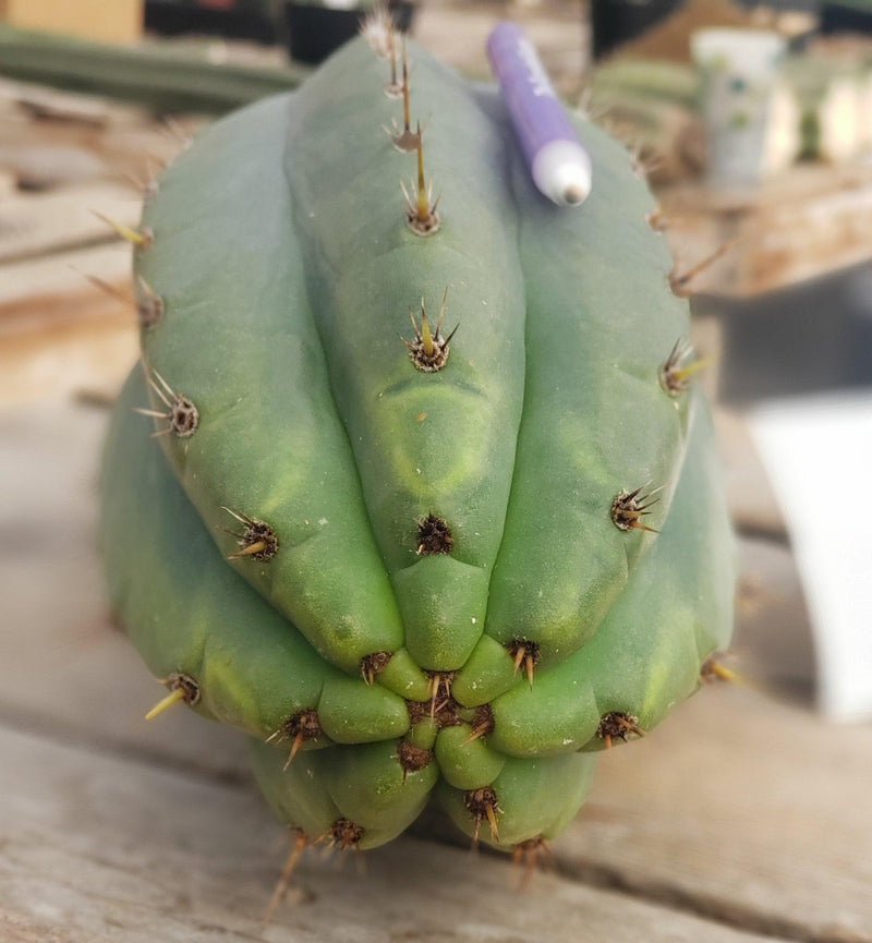 #EC196 EXACT trichocereus Peruvianus "Rancho" Ornamental Cactus Cuttings and Potted