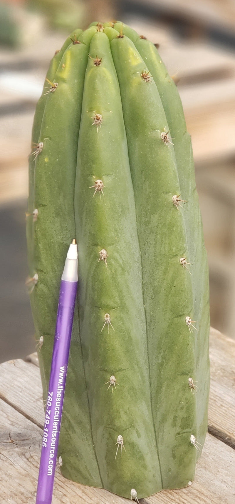 #EC196 EXACT trichocereus Peruvianus "Rancho" Ornamental Cactus Cuttings and Potted