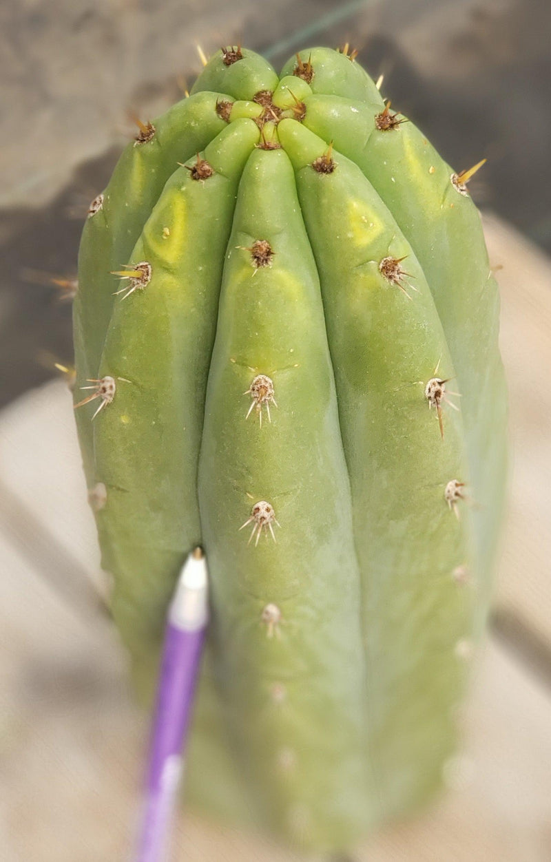 #EC196 EXACT trichocereus Peruvianus "Rancho" Ornamental Cactus Cuttings and Potted