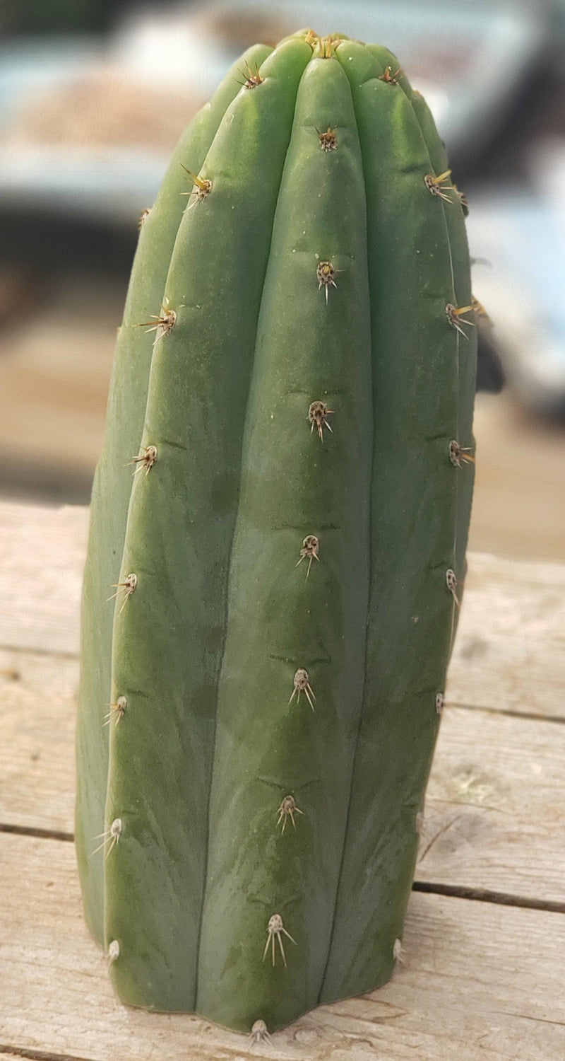 #EC196 EXACT trichocereus Peruvianus "Rancho" Ornamental Cactus Cuttings and Potted