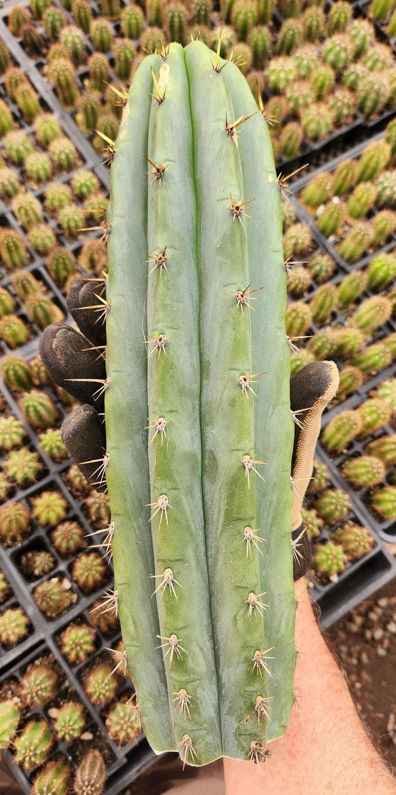 #EC196 EXACT trichocereus Peruvianus "Rancho" Ornamental Cactus Cuttings and Potted