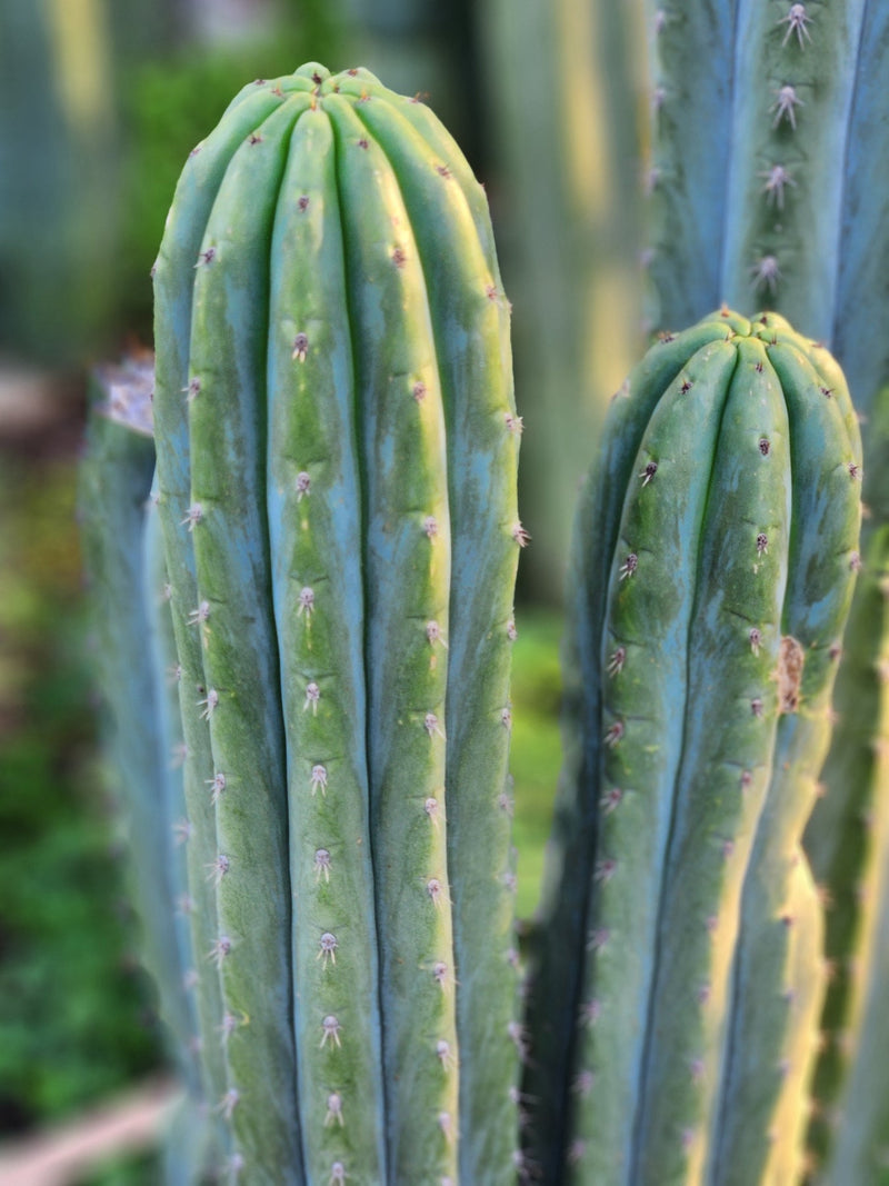 #EC196 EXACT trichocereus Peruvianus "Rancho" Ornamental Cactus Cuttings and Potted