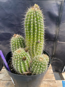 #EC197 EXACT Trichocereus Grandiflorus Hybrid Ornamental Cactus