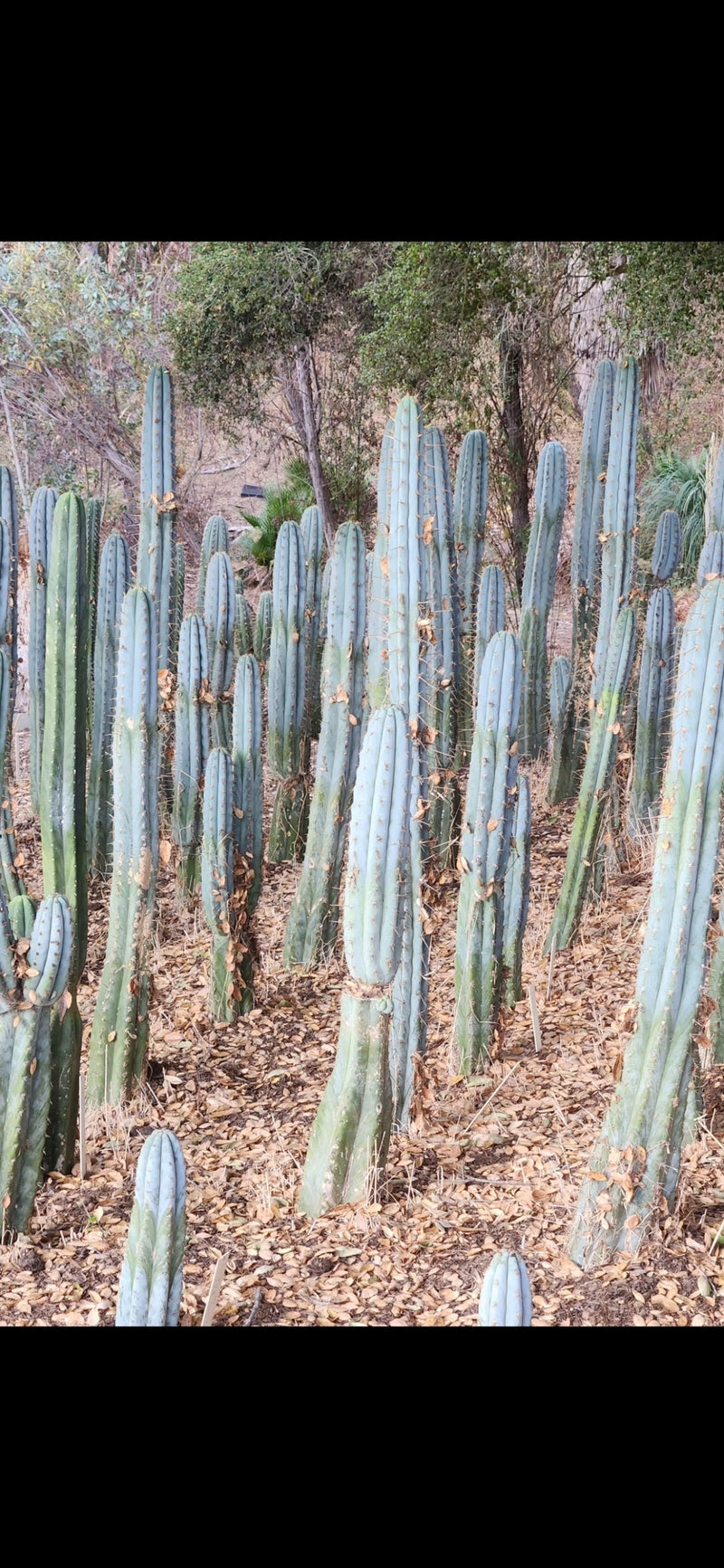 #EC20 EXACT Trichocereus Peruvianus TSSBP Blue Peru Cactus Cutting 12"