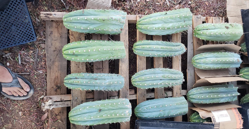 #EC20 EXACT Trichocereus Peruvianus TSSBP Blue Peru Cactus Cutting 12"