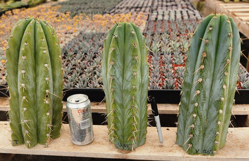 #EC20 EXACT Trichocereus Peruvianus TSSBP Blue Peru Cactus Cutting 12"
