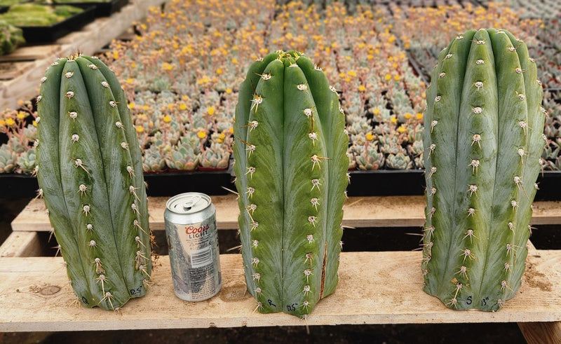 #EC20 EXACT Trichocereus Peruvianus TSSBP Blue Peru Cactus Cutting 12"