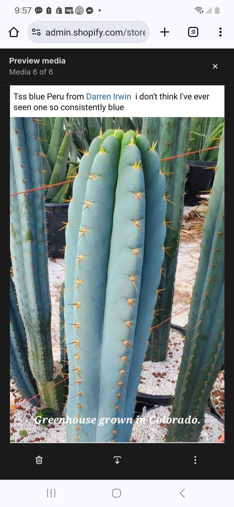 #EC20 EXACT Trichocereus Peruvianus TSSBP Blue Peru Cactus Cutting 12"
