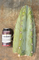 #EC20 EXACT Trichocereus Peruvianus TSSBP Blue Peru Cactus Cutting 12"