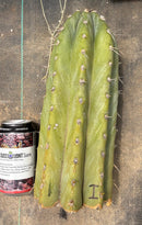 #EC20 EXACT Trichocereus Peruvianus TSSBP Blue Peru Cactus Cutting 12"