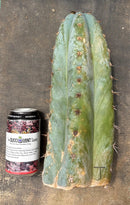 #EC20 EXACT Trichocereus Peruvianus TSSBP Blue Peru Cactus Cutting 12"