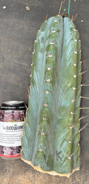 #EC20 EXACT Trichocereus Peruvianus TSSBP Blue Peru Cactus Cutting 12"
