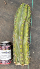 #EC20 EXACT Trichocereus Peruvianus TSSBP Blue Peru Cactus Cutting 12"