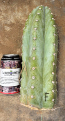 #EC20 EXACT Trichocereus Peruvianus TSSBP Blue Peru Cactus Cutting 12"