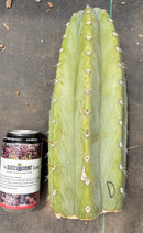#EC20 EXACT Trichocereus Peruvianus TSSBP Blue Peru Cactus Cutting 12"