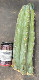 #EC20 EXACT Trichocereus Peruvianus TSSBP Blue Peru Cactus Cutting 12"