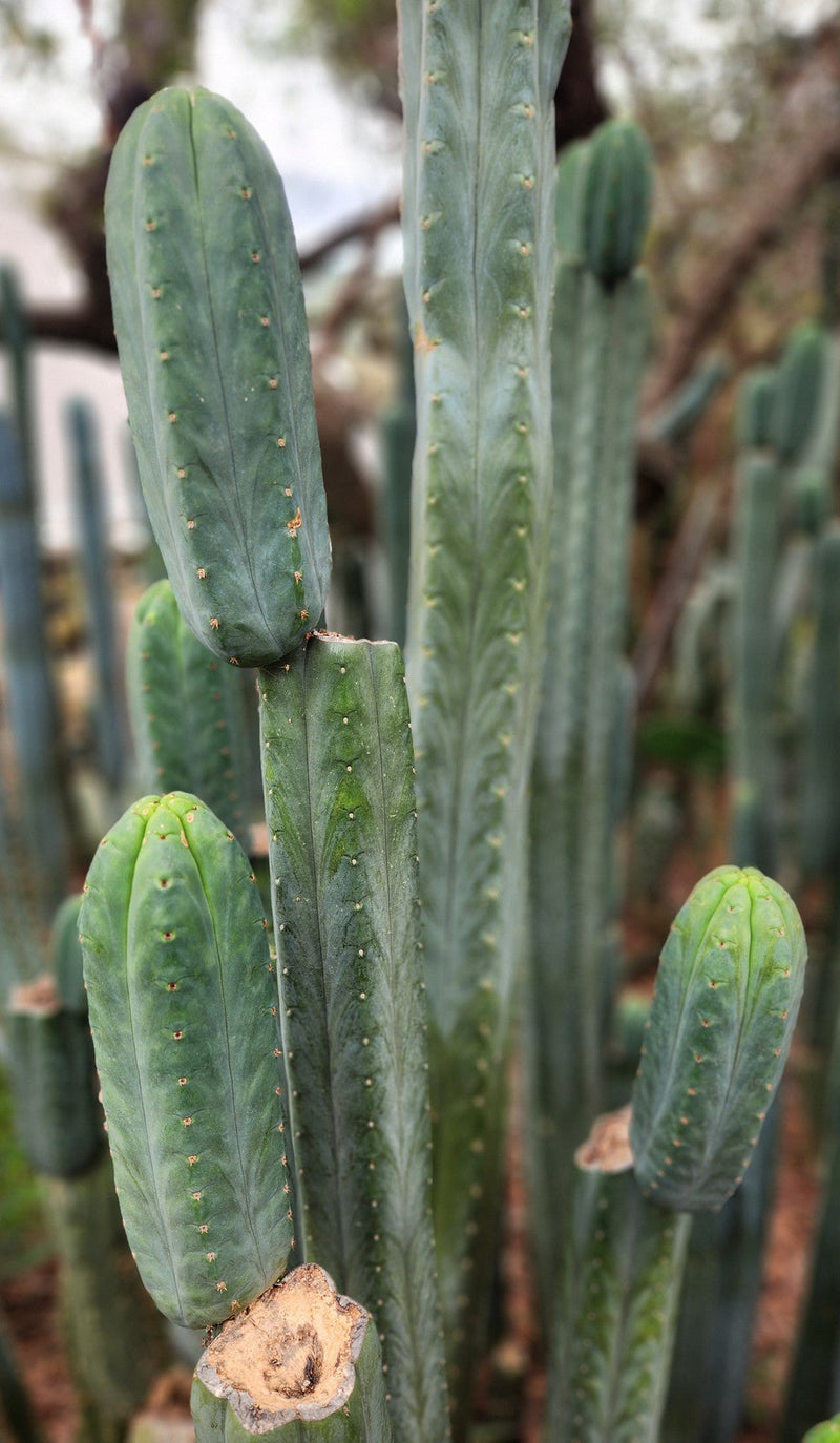 #EC200 EXACT Trichocereus Pachanoi BGH Cactus cutting