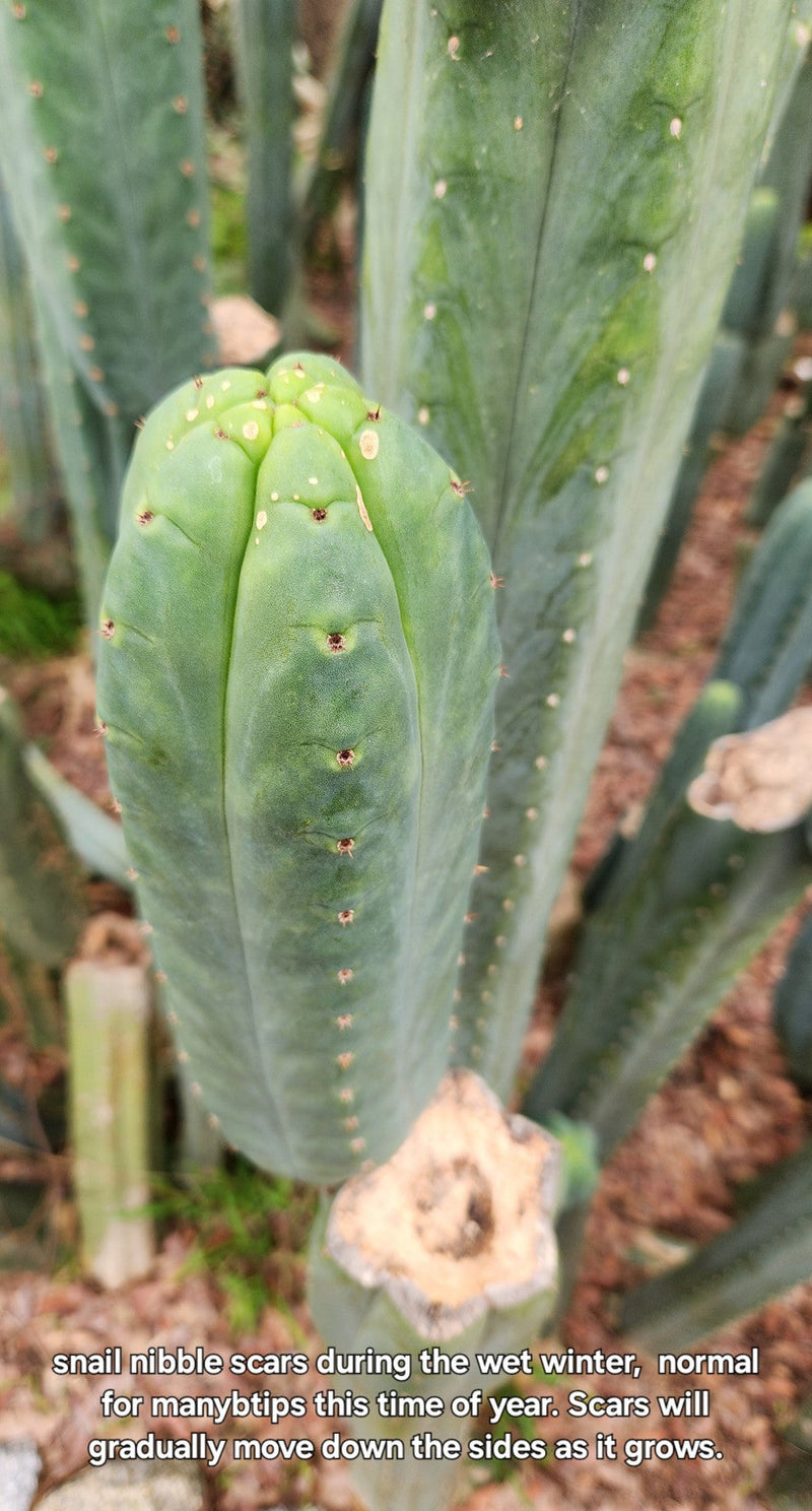 #EC200 EXACT Trichocereus Pachanoi BGH Cactus cutting