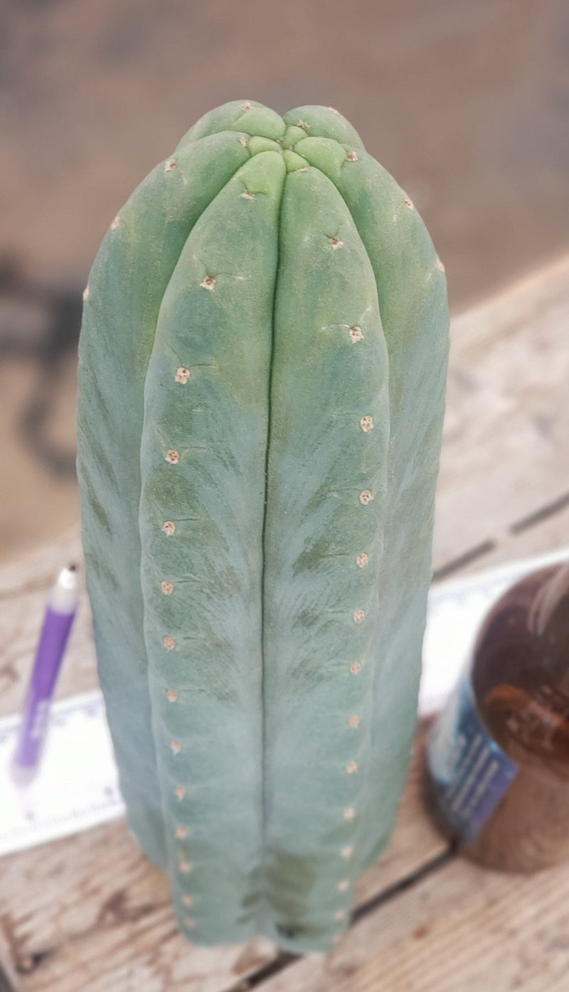 #EC200 EXACT Trichocereus Pachanoi BGH Cactus cutting