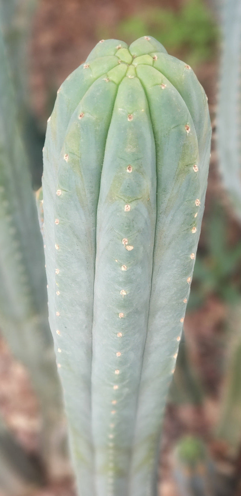 #EC200 EXACT Trichocereus Pachanoi BGH Cactus cutting