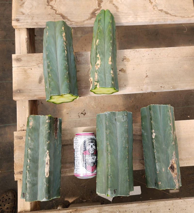 #EC200 EXACT Trichocereus Pachanoi BGH Cactus cutting