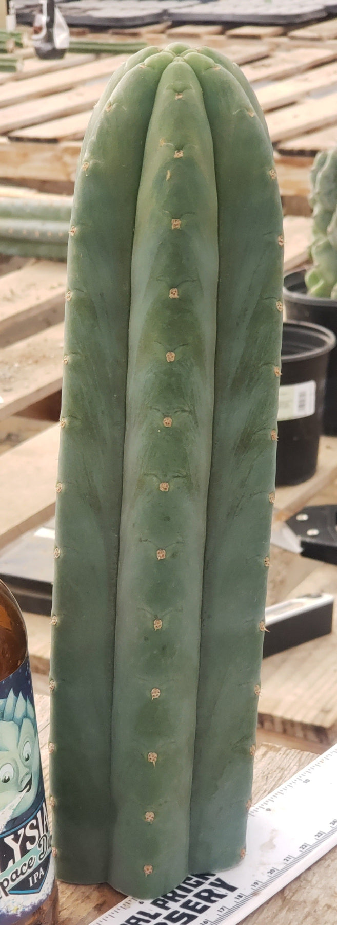 #EC200 EXACT Trichocereus Pachanoi BGH Cactus cutting