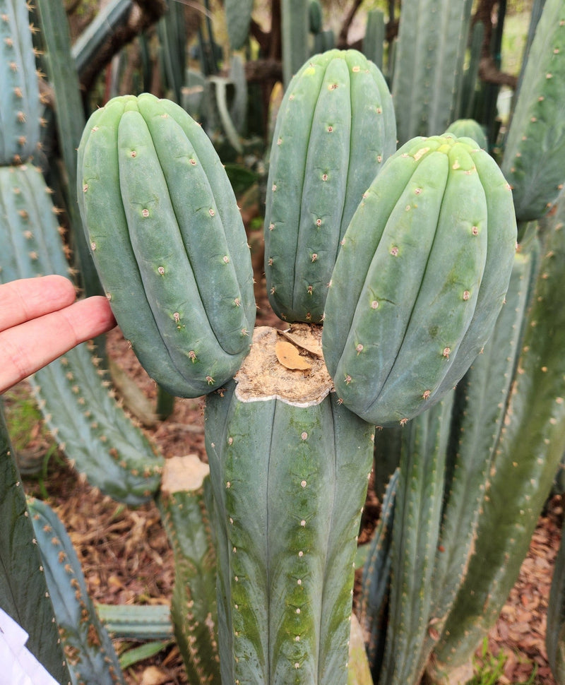 #EC200 EXACT Trichocereus Pachanoi BGH Cactus cutting