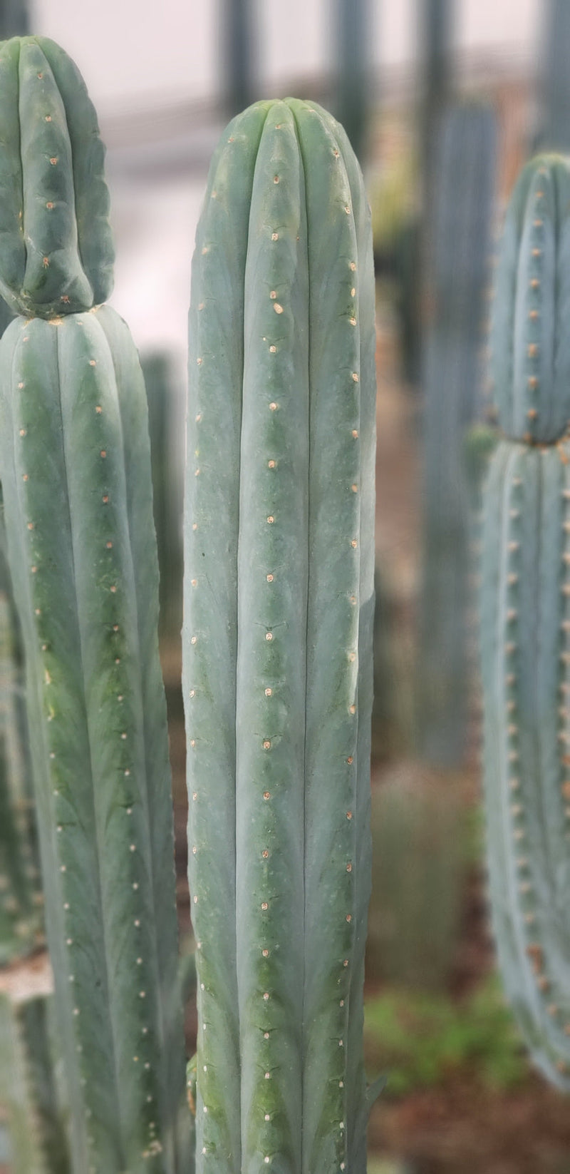 #EC200 EXACT Trichocereus Pachanoi BGH Cactus cutting