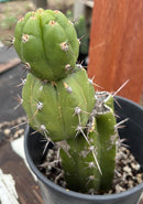 Cactus Trichocereus Pachanoi Intipamba OP 9in Pot Five Plants