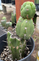 Cactus Trichocereus Pachanoi Intipamba OP 9in Pot Five Plants