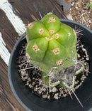Cactus Trichocereus Pachanoi Intipamba OP 9in Pot Five Plants