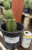 Cactus Trichocereus Pachanoi Intipamba OP 9in Pot Five Plants