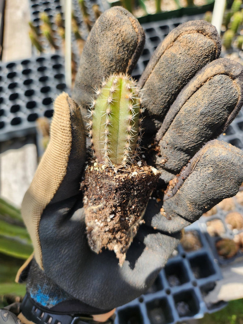 #EC206 EXACT Trichocereus Hybrid Scop X Peruvianus Martin Cactus Plugs