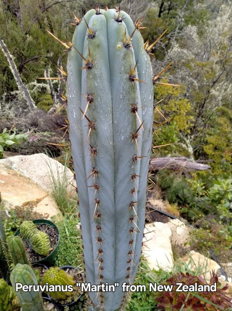 #EC206 EXACT Trichocereus Hybrid Scop X Peruvianus Martin Cactus Plugs