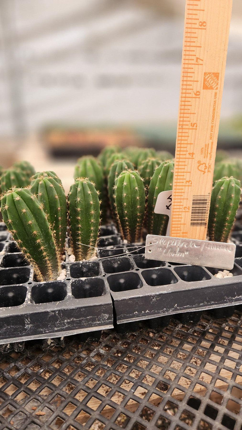 #EC206 EXACT Trichocereus Hybrid Scop X Peruvianus Martin Cactus Plugs