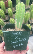 #EC206 Trichocereus Hybrid Scop X Peruvianus Martin Cactus Seedling