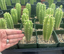 #EC206 Trichocereus Hybrid Scop X Peruvianus Martin Cactus Seedling