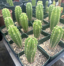 #EC206 Trichocereus Hybrid Scop X Peruvianus Martin Cactus Seedling