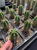 #EC206 Trichocereus Hybrid Scop X Peruvianus Martin Cactus Seedling