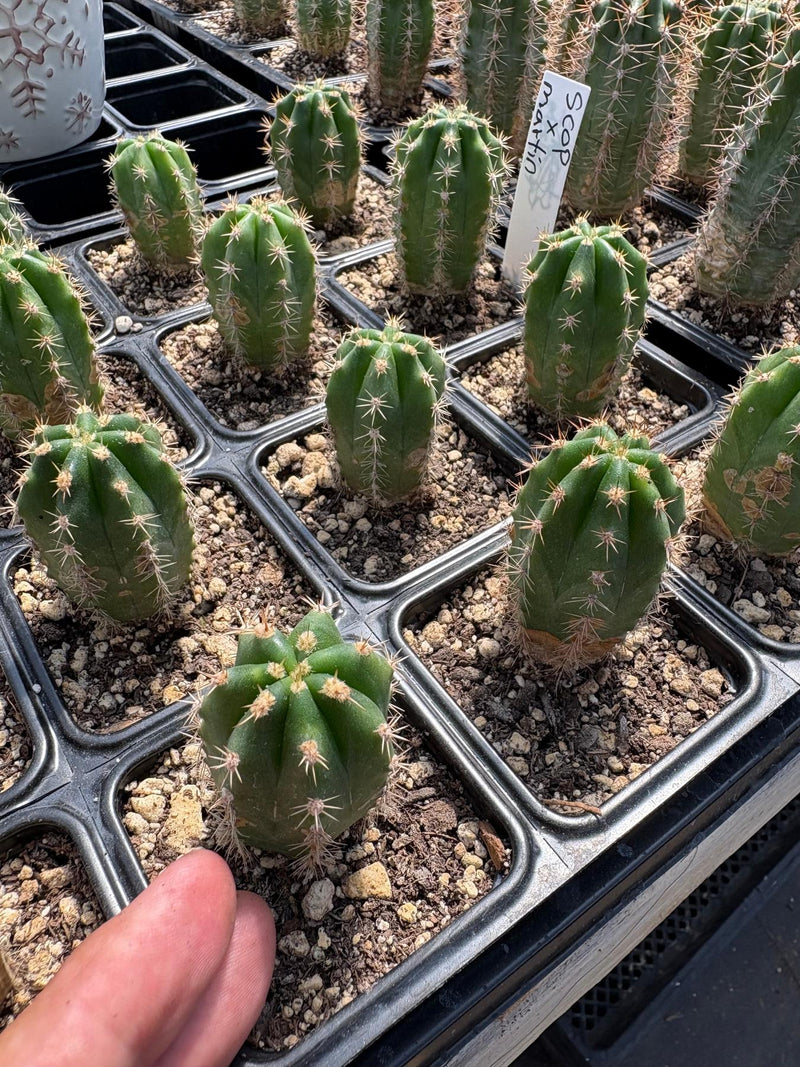 #EC206 Trichocereus Hybrid Scop X Peruvianus Martin Cactus Seedling