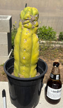 Cactus Trichocereus Lost Label Ornamental 13 Inch Tall In 1 Gallon Pot Colorado Nursery
