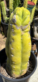 Cactus Trichocereus Lost Label Ornamental 13 Inch Tall In 1 Gallon Pot Colorado Nursery