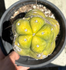 Cactus Trichocereus Lost Label Ornamental 13 Inch Tall In 1 Gallon Pot Colorado Nursery